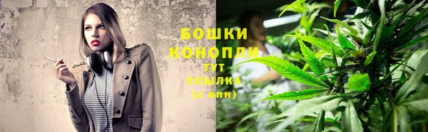 прущие грибы Вязьма